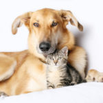 Body language in animals