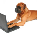 dog blogging
