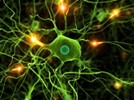 synapse of trust